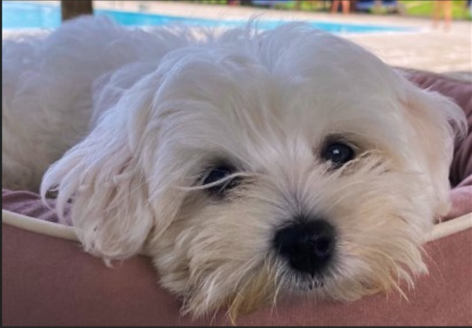 Cachorro hospedado no Ecoprivillege Hotel, à beira da piscina, em Pacatuba-SE
